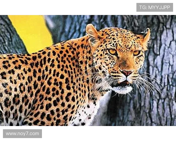 记者曝斯帕莱蒂新教练组构成副手多梅尼基尼体能核心西纳蒂领衔